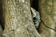 plazilci/reptiles