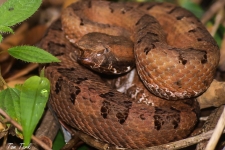 plazilci/reptiles