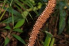 plazilci/reptiles