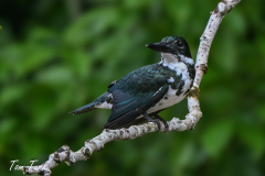 CR_LR-225