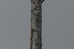 CR_LR-57