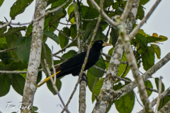CR_LR-78