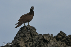 CR_LR-98