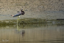 ptiči/birds