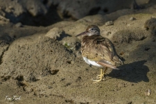 ptiči/birds