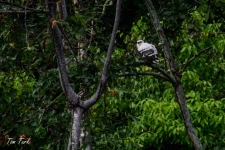 ptiči/birds