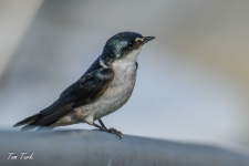 ptiči/birds