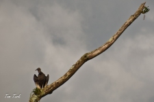 ptiči/birds