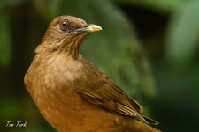 ptiči/birds