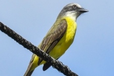 ptiči/birds
