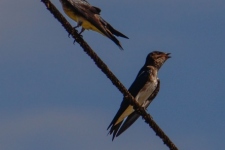 ptiči/birds