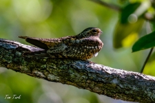 ptiči/birds