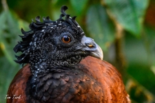 ptiči/birds