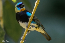 ptiči/birds