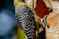 ptiči/birds