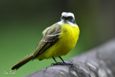 ptiči/birds