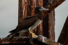 ptiči/birds