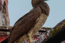 ptiči/birds