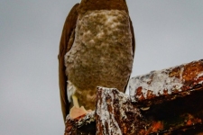 ptiči/birds
