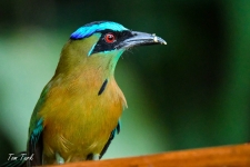 ptiči/birds