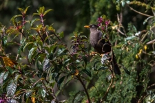 ptiči/birds