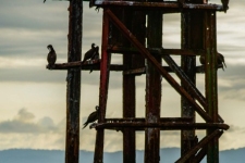 ptiči/birds