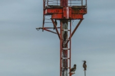 ptiči/birds