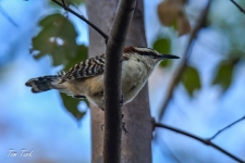 ptiči/birds