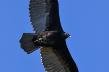 ptiči/birds
