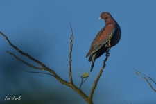 ptiči/birds