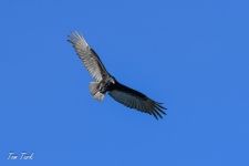 ptiči/birds