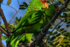ptiči/birds