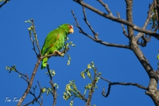 ptiči/birds