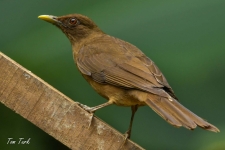 ptiči/birds