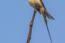 ptiči/birds
