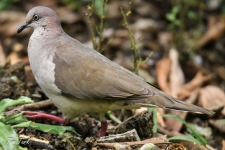 ptiči/birds