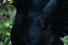 ptiči/birds