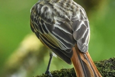 ptiči/birds