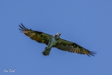 ptiči/birds