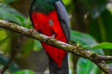 ptiči/birds