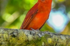 ptiči/birds
