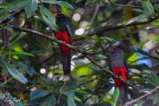 ptiči/birds