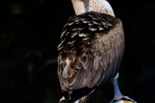 ptiči/birds
