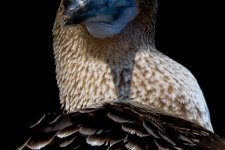 ptiči/birds