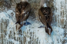 ptiči/birds