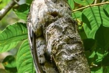 ptiči/birds