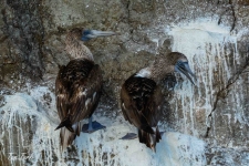 ptiči/birds