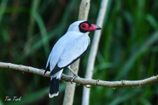 ptiči/birds