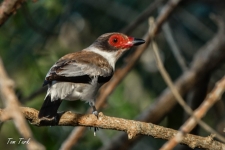 ptiči/birds