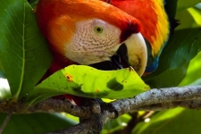ptiči/birds